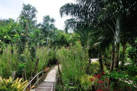 The Jardin Botanique De Cayenne